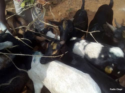 Beni : Une dizaine de cas de peste des petits ruminants notifiés à Oicha