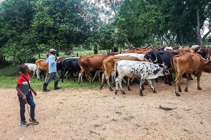 Beni : Certaines bêtes importées de l’Ouganda seraient porteuses des maladies dangereuses à la santé humaine