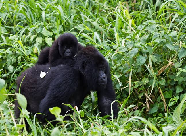 Rutshuru : Guerre du M23, « il est actuellement difficile de suivre l’évolution des gorilles dans le Parc national des Virunga » (Bienvenu Bwende)