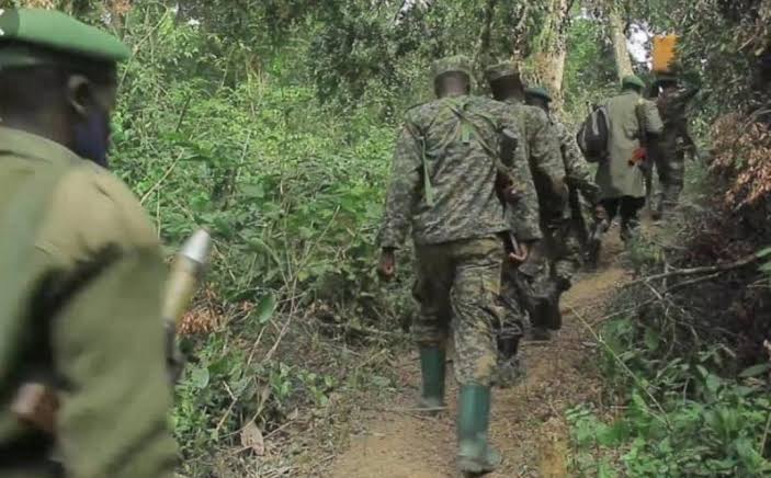 Beni : Deux ADF tués par la coalition FARDC-UPDF dans la Vallée de Mwalika