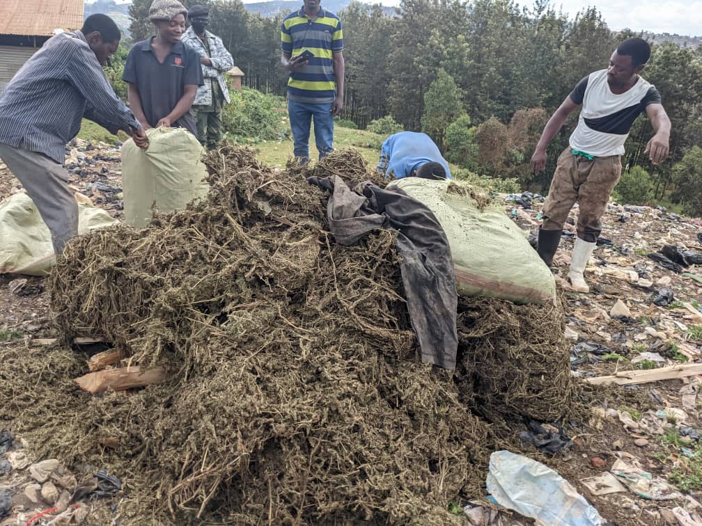 Butembo : 18 sacs de chanvre incinérés par la Police