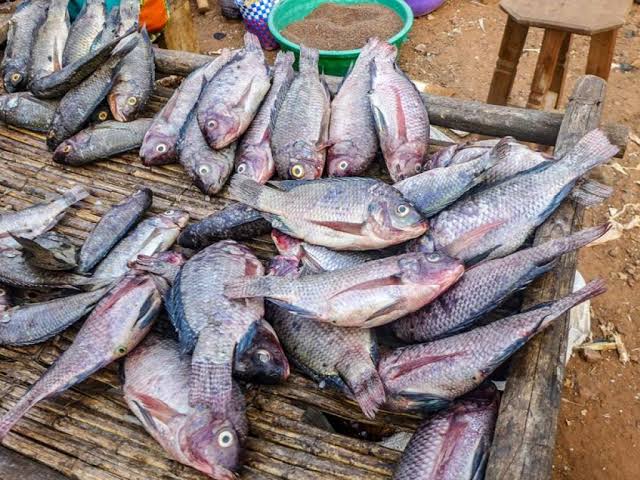 Nord-Kivu : Occupation de la pêcherie de Vitshumbi par le M23, Butembo redoute une carence en poissons frais