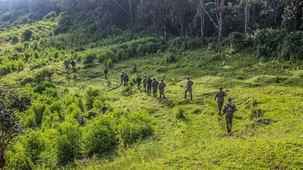Nord-Kivu : Le CIDHOPE accuse le M23 de destruction du Parc National des Virunga