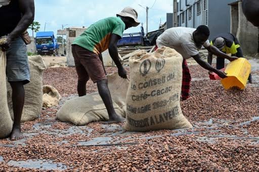 Nord-Kivu : Le prix d’achat du cacao triple sur le marché à Beni