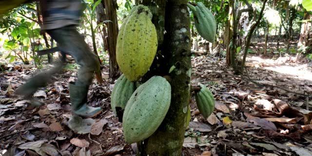 Beni : Accusés de vol de cacao, 3 combattants du mouvement DUANGER neutralisés par les FARDC