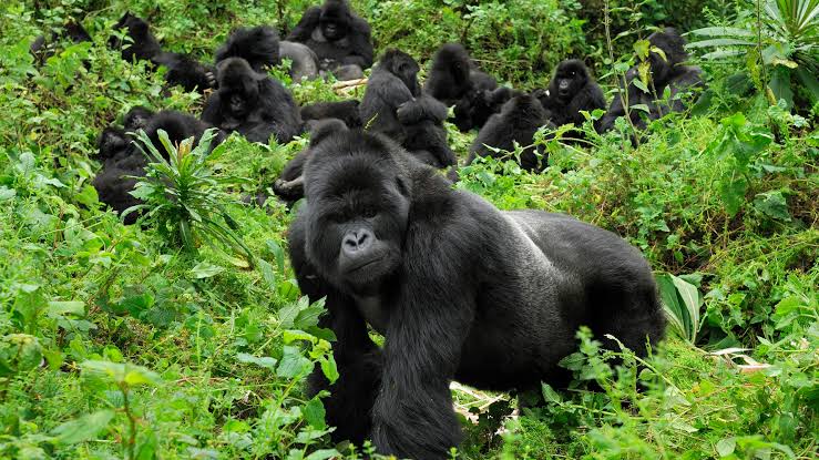 Nord-Kivu : « Le Parc National des Virunga conserve toutes ses espèces depuis sa création » (Méthode Uhoze)
