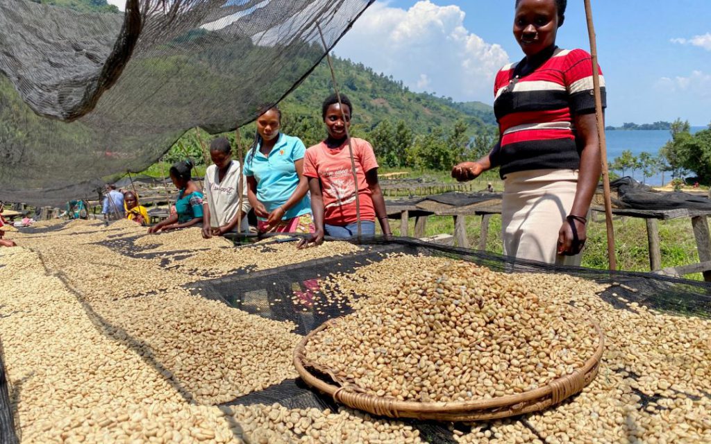 Nord-Kivu : Les coopératives et réseaux de caféiculteurs s’insurgent contre « les tracasseries fiscales » sur le Lac Kivu